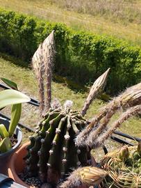 cactus 10 cm x 10 cm