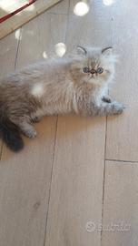 Cuccioli di gatti persiani con pedigree 
