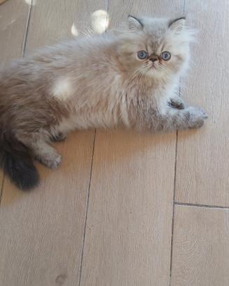 Cuccioli di gatti persiani con pedigree 