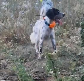 Setter inglese