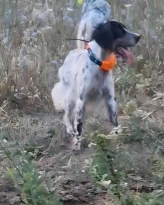 Setter inglese