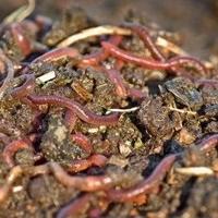 Business lombrichi Veronesi e Isenia humus 10mtq