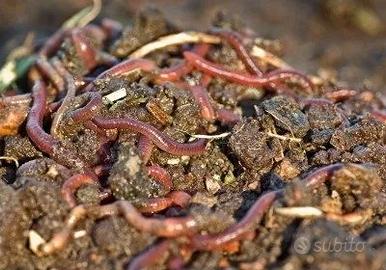 Business lombrichi Veronesi e Isenia humus 10mtq