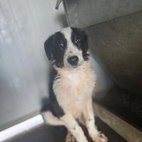 Adozione simil borderò collie