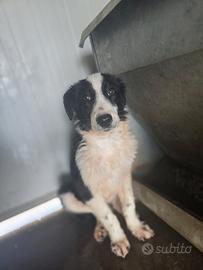 Adozione simil borderò collie