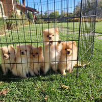 Cuccioli di Volpino