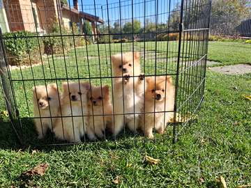 Cuccioli di Volpino