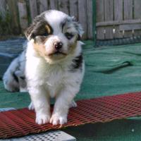 Disponibili cuccioli di pastore australiano