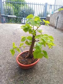 prebonsai tiglio