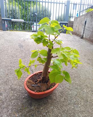 prebonsai tiglio