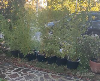 BAMBU' IN VASO