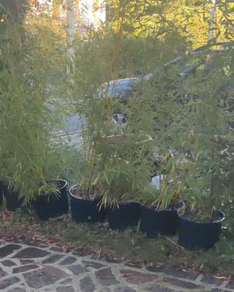 BAMBU' IN VASO