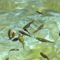 Pesce mangia zanzare Gambusia