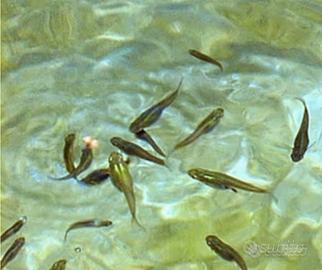 Pesce mangia zanzare Gambusia