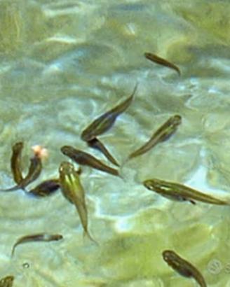 Pesce mangia zanzare Gambusia