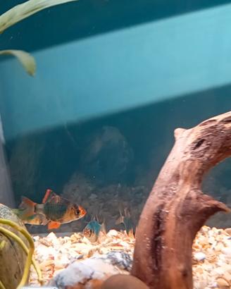 Pesce acquario Barbus tetrazona green