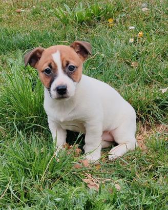 Cucciolo di Jack russell