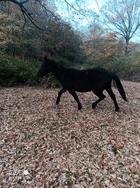 Puledro tolfetano 24 mesi