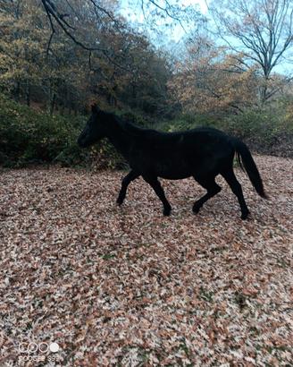 Puledro tolfetano 24 mesi
