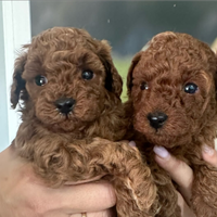 Barboncini mini Toy e Toy Red e fulvi 2 mesi