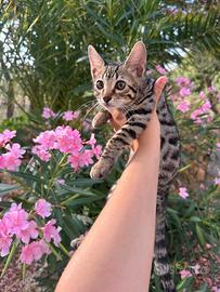 Cucciolo bengala incrocio europeo