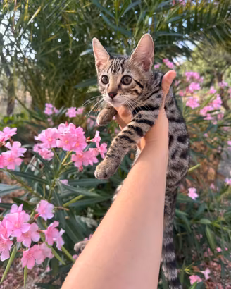 Cucciolo bengala incrocio europeo