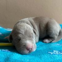 American pitbull terrier