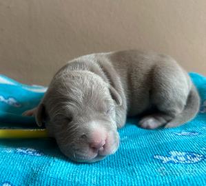 American pitbull terrier