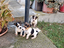 Immagine 2