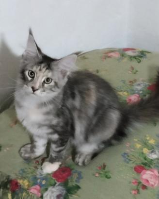 Maine coon