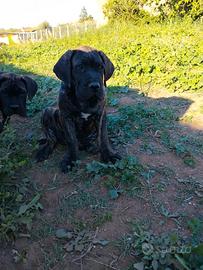 Cuccioli di cane corso