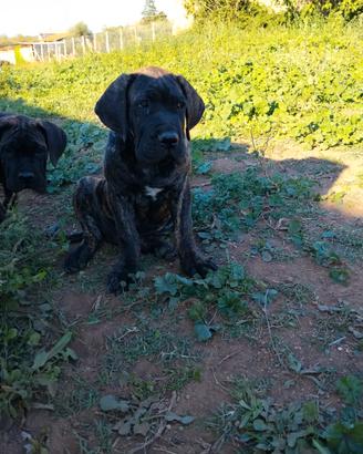 Cuccioli di cane corso