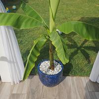 piante di Banano di tutte le misure 