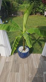 piante di Banano di tutte le misure 