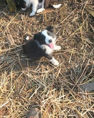 Cuccioli di Border collie