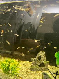 Guppy