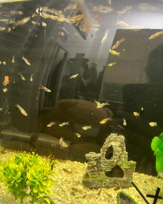 Guppy