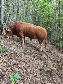 Toro limousino