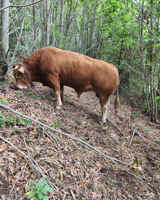 Toro limousino