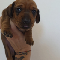 Bassotte con pedigree