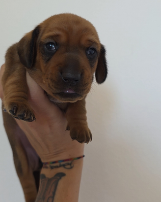 Bassotte con pedigree