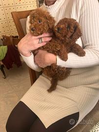 Barboncino TOY RED BROWN