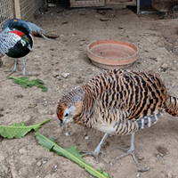 S.c.a.m.b.i.0. coppia fagiani lady