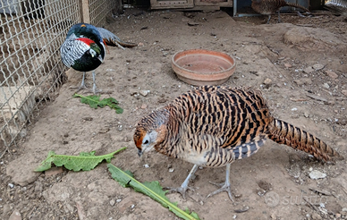 S.c.a.m.b.i.0. coppia fagiani lady