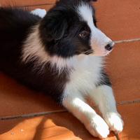 Border Collie maschio 9 mesi