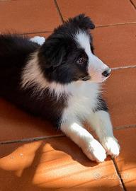 Border Collie maschio 9 mesi