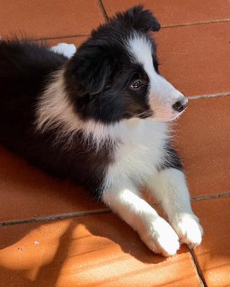 Border Collie maschio 10 mesi
