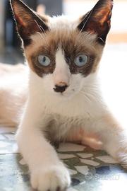 MICIO-MICIO, simil siamese, 3 mesi ca