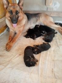Cuccioli di pastore tedesco