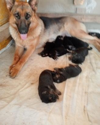 Cuccioli di pastore tedesco